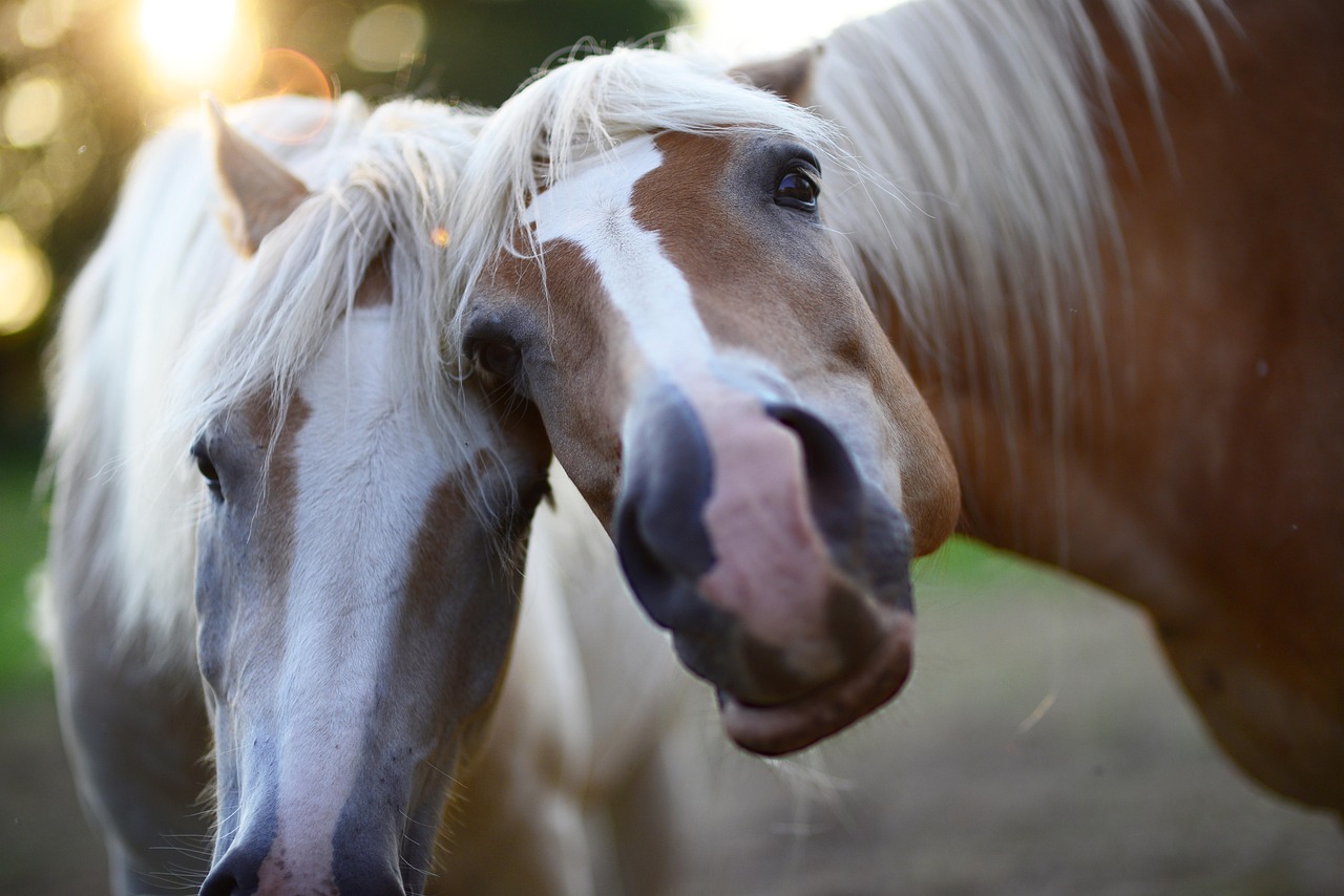 ​Advancing Equine Welfare on the Isle of Man